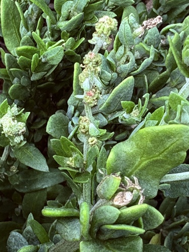 Exomis microphylla, photograph 2