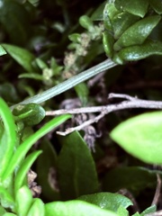 Exomis microphylla, photograph (c) Christina, some rights reserved (CC BY)