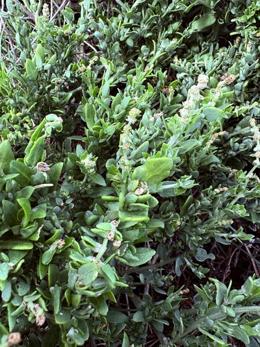 Exomis microphylla, photograph 4
