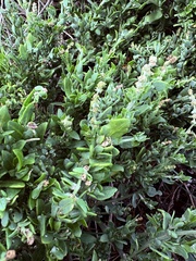 Exomis microphylla, photograph (c) Christina, some rights reserved (CC BY)