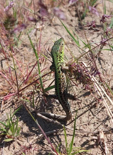 Balkan Wall Lizard