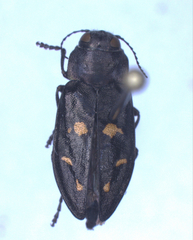 Phaenops drummondi
