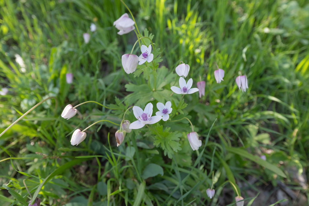 Anemone tschernaewii; photograph Morten Ross, CC BY, iNaturalist via GBIF