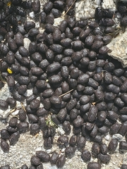 Odocoileus hemionus eremicus