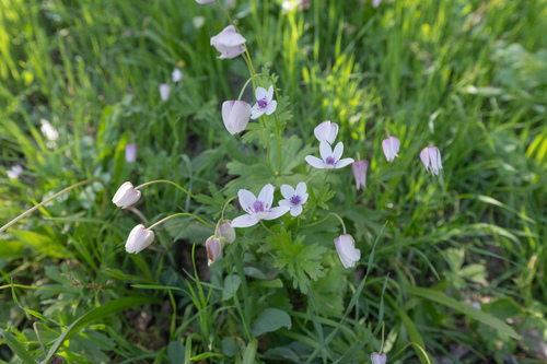 Anemone tschernaewii, photograph 1