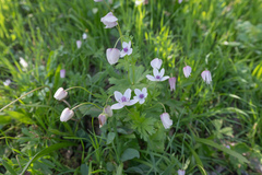Morten Ross, CC BY, iNaturalist via GBIF Anemone tschernaewii, photograph Morten Ross, CC BY, iNaturalist via GBIF