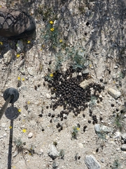 Odocoileus hemionus eremicus