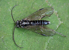 Pachyprotasis rapae