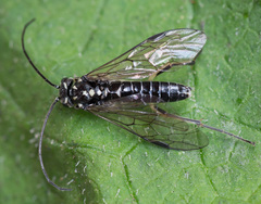 Pachyprotasis rapae