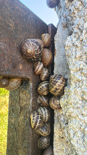 Cornu aspersum
