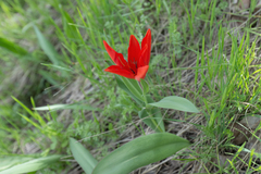 Tulipa praestans