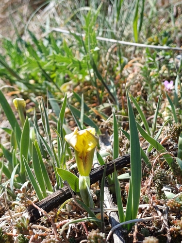 Iris arenaria, photograph 3