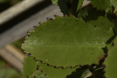 Ascarina lucida lucida