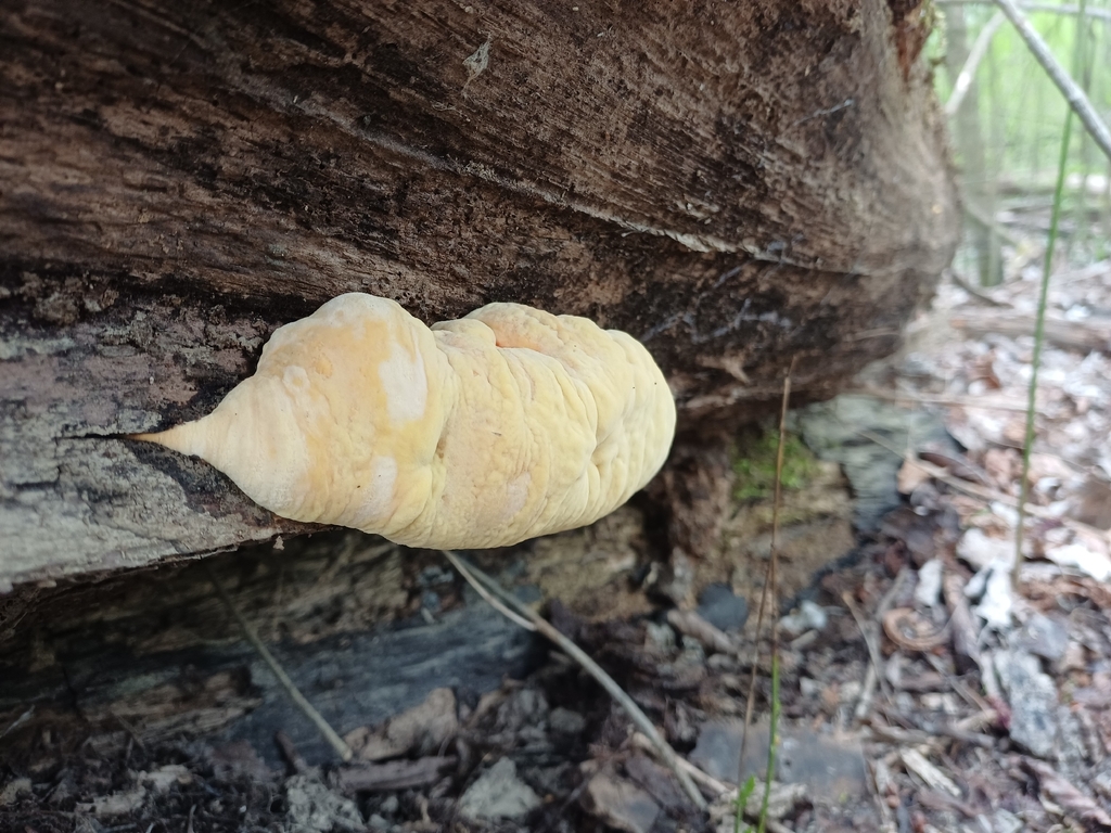 Laetiporus sulphureus · April 2026 · photo: © danielellehammerlarsen (iNaturalist, cc-by)