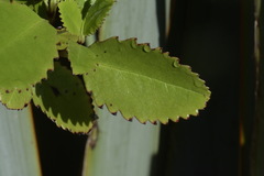 Ascarina lucida lucida
