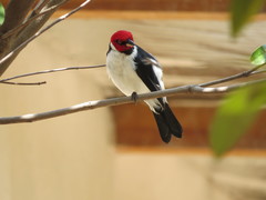 Paroaria gularis