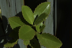 Ascarina lucida lucida