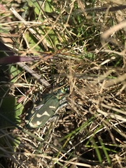 Cicindela tranquebarica vibex