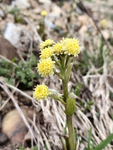 Petasites radiatus (Petasites radiatus)