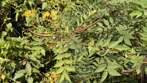 Coffee Senna