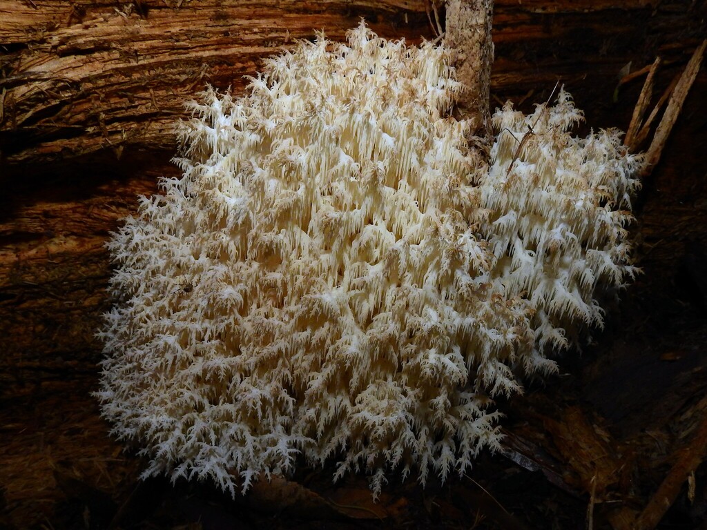 Hericium coralloides · April 2026 · photo: © samb0 (iNaturalist, cc-by)