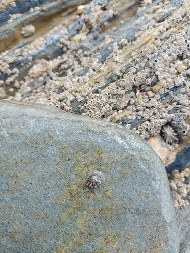 Steromphala umbilicalis