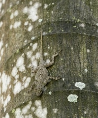 Anolis distichus