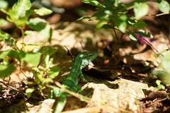 Anolis baleatus