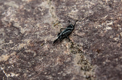Ripipterygidae