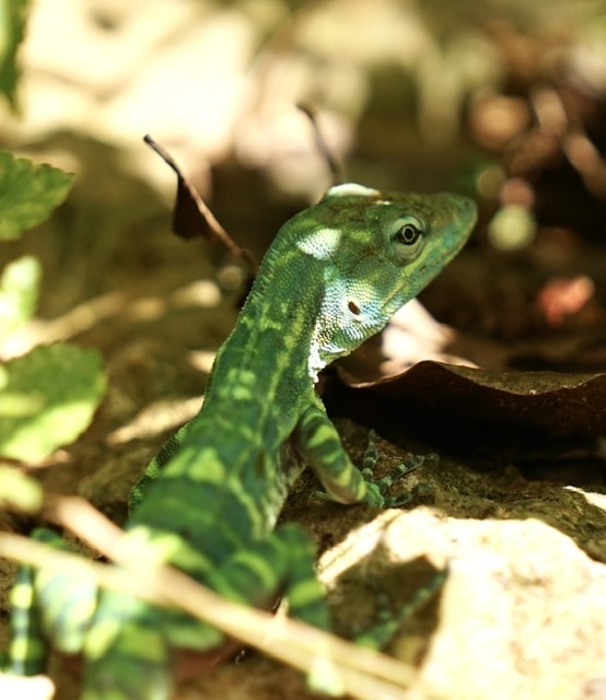 Dominican Giant Anole