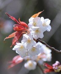 Prunus jamasakura