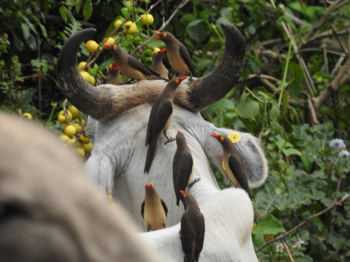 Red-billed Oxpecker