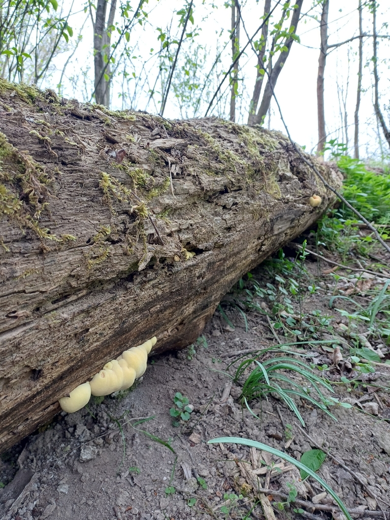 Laetiporus sulphureus · April 2026 · photo: © danielellehammerlarsen (iNaturalist, cc-by)