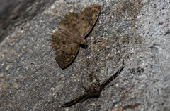 Antigonus erosus