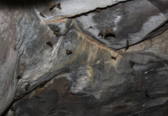 Antigonus erosus