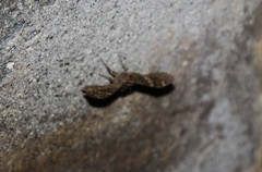 Antigonus erosus