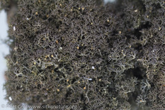 Leptogidium contortum