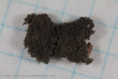 Leptogidium contortum