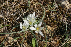 Ornithogalum fimbriatum