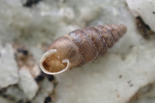 Granaria stabilei stabilei