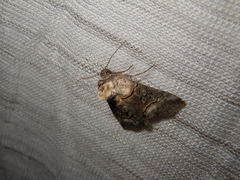 Abrostola asclepiadis