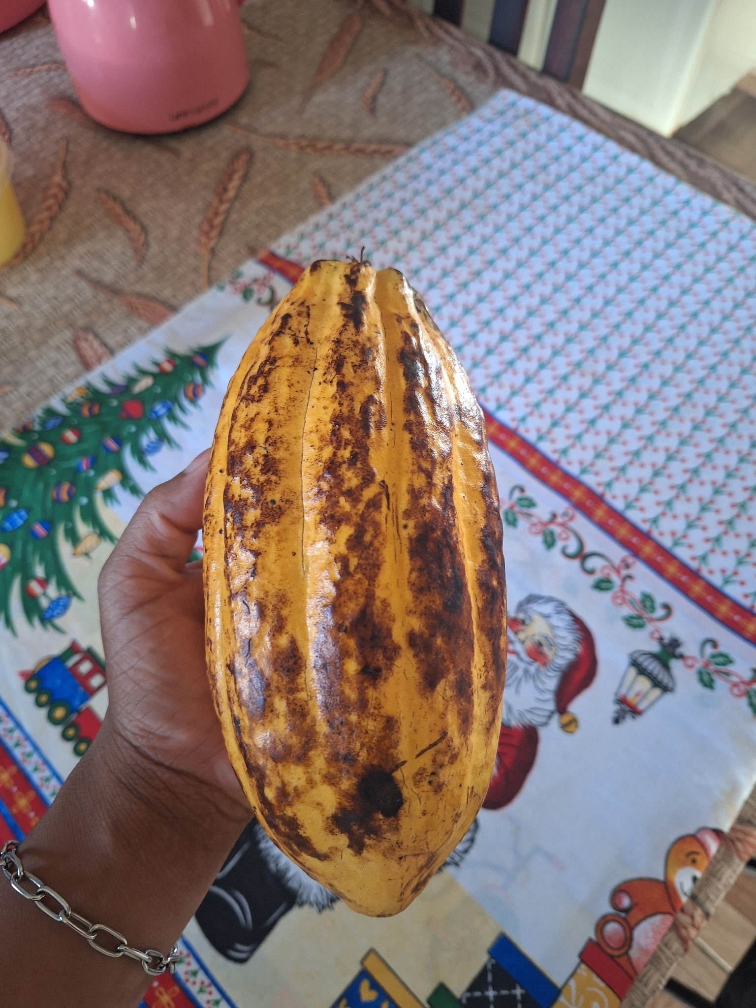 Theobroma cacao