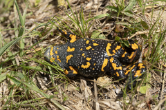 Fire-Bellied Toad photo 4