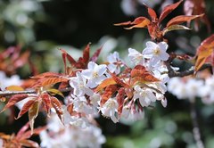 Prunus jamasakura