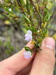 Conradina glabra, photograph author not stated, no rights reserved