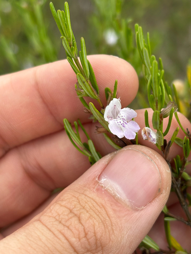 Conradina glabra, photograph 4