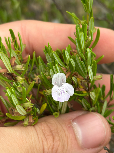 Conradina glabra