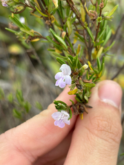 Conradina glabra, photograph author not stated, no rights reserved