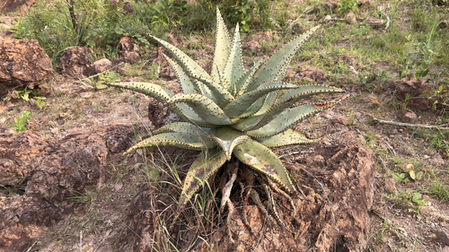 mountain aloe
