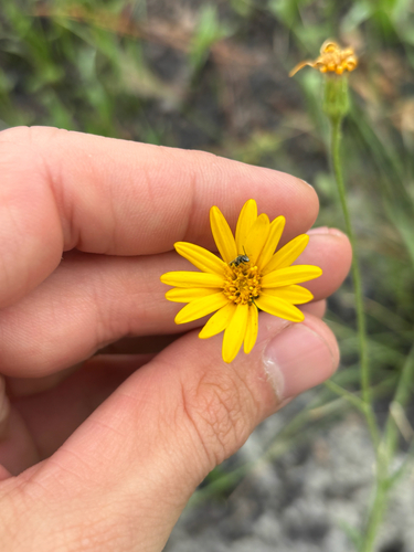 Pityopsis oligantha